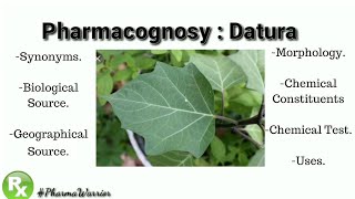 Pharmacognosy of Datura Leaf  Datura Metel  Explanation  PharmaWarrior [upl. by Cris]