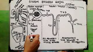 Sistem Ekskresi  Ginjal  Nefron [upl. by Byers]