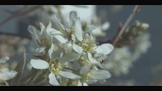 Trees In Spring [upl. by Durante761]