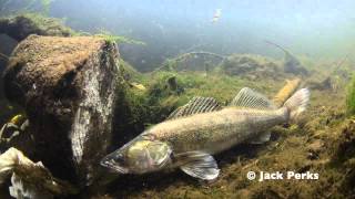 Zander Underwater Footage River Trent Stoke [upl. by Euqinom]