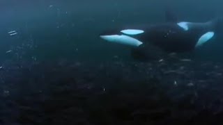 Killer Whale Goes Fishing  BBC Earth [upl. by Jerol]