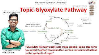 Glyoxylate cycle biochemistry IImetabolism  CSIR NETJRF  GATE  Life science  ICMR dbt icar [upl. by Rianon644]