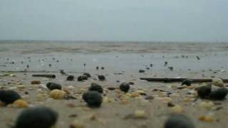 snails at low tide [upl. by Otilia]