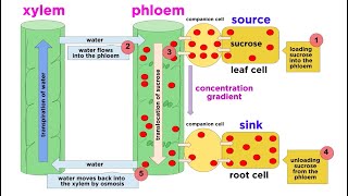 Types of Plant Tissues [upl. by Bakerman]