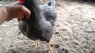 Barred Plymouth Rock chickens [upl. by Yenal]