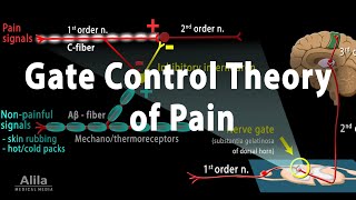 Gate Control Theory of Pain Animation [upl. by Reema]