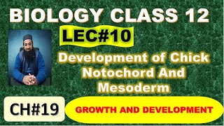 Development of Chick I Notochord And Mesoderm I Chapter 19 I Growth and Development I Lec 10 [upl. by Guinna]