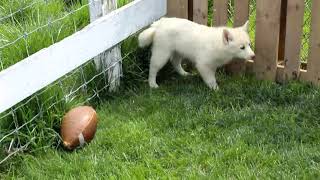 Pomsky Puppies for Sale [upl. by Anirda]