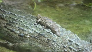 PhilippinenKrokodil Nachwuchs Philippine crocodile Hatchlings  Kolner Zoo 2024 [upl. by Auston]