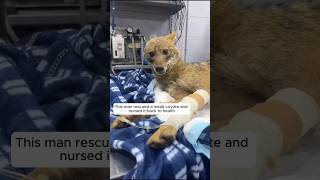 This man rescued a weak coyote and adopted it animalshorts shortvideo [upl. by Teilo]