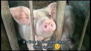 TIME TO FEEDING THEM AND CLEAN THEIR PIGPEN ANNE MIX TV [upl. by Mayor]