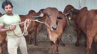 Top Quality Pure Gir cow For sale in Hyderabad at salman bhai Dairy 7288899974 [upl. by Kittie]