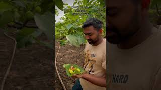 अंजीर शेती फळबाग anjeer farming ytshorts agrofarm nature design profile view 1million near [upl. by Jairia]