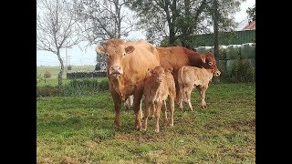 La Vache Limousine une maternelle par excellence [upl. by Inalaek]