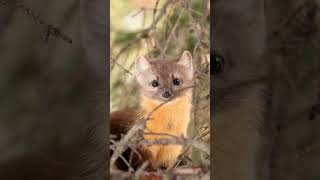 3 Fascinating Facts About Weasels  Discover the Secrets of These Agile Hunters [upl. by Ellainad48]