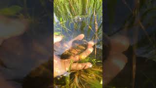 Pick Apple snail in rice field with beautiful aquatic plants  4k short video snail enjoy nature [upl. by Rugg606]