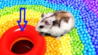 🐹 Hamster Escapes the Pool [upl. by Wait]