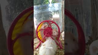 Hamsters Syrian White hamsters marmut kids funny [upl. by Bitthia]