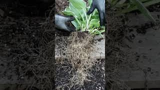 How to DIVIDE HOSTA Plants Like a Pro  Hosta Propagation [upl. by Ruiz754]