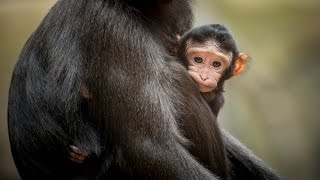 Fivedayold Sulawesi Crested Macaque at Chester Zoo [upl. by Meeka761]