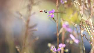 Stylidium debile slaps tiny bee [upl. by Akemehs]