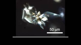 Microscopy of selfoscillation of the crystalline assembly  DOI 101002anie201600218 [upl. by Ahasuerus]