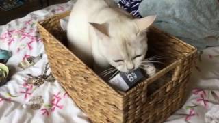 Burmilla cat playing compilation [upl. by Hgielsa]