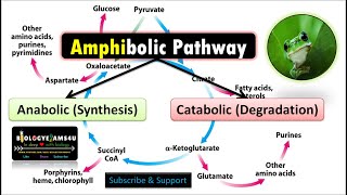 Amphibolic Pathway with Examples Why Citric Acid Cycle or Krebs Cycle is called Amphibolic [upl. by Magavern]