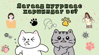 Яагаад муурнаасаа харшилдаг вэ  Муурны харшилын талаар [upl. by Souvaine]