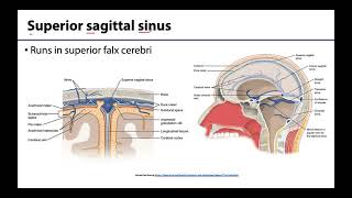 Dural Venous Sinuses  M1 Learning Objectives [upl. by Kuhlman]