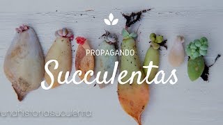 Como Propagar Suculentas por hoja paso a paso  How to propagate succulents step by step CC English [upl. by Marzi]