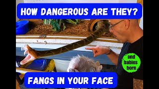 Most Deadly Snakes  What You Need To Know [upl. by Jaquith]