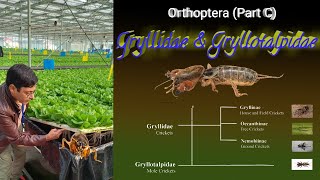 Insect Orders Part 5 Orthoptera C Gryllidae amp Gryllotalpidae By Dr Imran Khatri [upl. by Ulund]