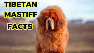 Tibetan Mastiff  Top 10 Interesting Facts [upl. by Marcus26]