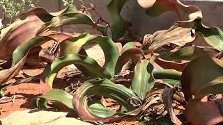 Welwitschia mirabilis Hookf [upl. by Senilec]