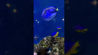 Finding Nemo Dory Crying [upl. by Nilok]