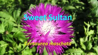 Flowering annuals Centaurea moschata Sweet Sultan [upl. by Docia986]