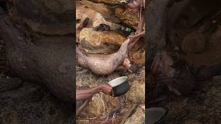 Hadzabe successfully Hunt Porcupine and Cooking in the Forest tradition bushcraft [upl. by Paymar455]