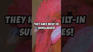 Incredible Facts About Roosters 🐓 Shorts Rooster [upl. by Yasmar]