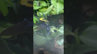 Dart frog dartfrog [upl. by Paver]