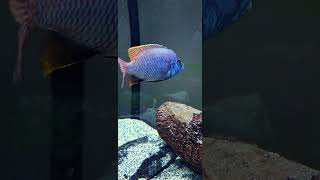 STUNNING super vc10 love beautiful africancichlids fish mattyfish33 [upl. by Avelin]