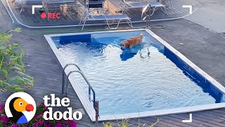 Golden Retriever Caught On Camera Sneaking Into Neighbors Pool  The Dodo [upl. by Eita]