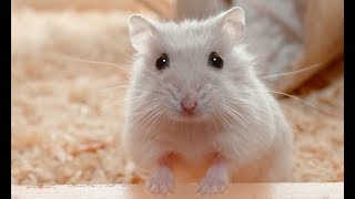 Hamsters Sound  happy animal sounds [upl. by Oicatsana]