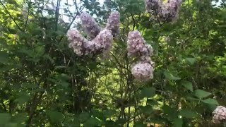 How to make Lilac infused oil gardening howto Flowers [upl. by Tacye]