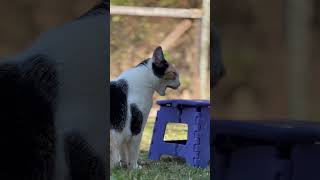 Neste mês a Bobolina completa 03 anos junto à nós Nossa companheira na alegria e na tristeza 🐈 cat [upl. by Medina]