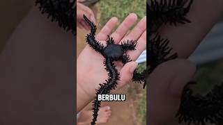 JIKA KAMU MELIHAT MAKHLUK BERBULU INI JANGAN PANIK ‼️😱 [upl. by Colbert53]