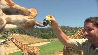 San Diego Zoo Kids  Giraffe [upl. by Annmarie103]