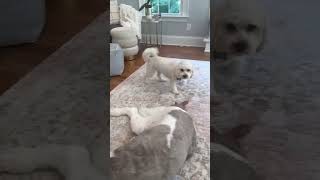 The cavachon is so jealous cute dog cavochon slay funny here the sound [upl. by Andreana]