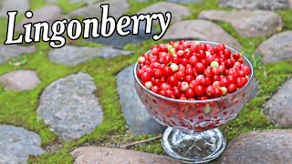 LINGONBERRY  Blueberrys Delicious Cousin  Weird Fruit Explorer [upl. by Niamrej]