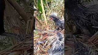 Greater coucal bird brings frogs to eat closeviewofindianmyna babyanimal wildlife [upl. by Llednil953]